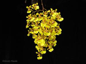 Oncidium obryzatum