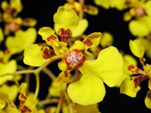 Oncidium obryzatum