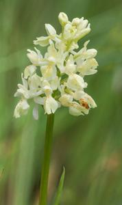 Orchis provincialis