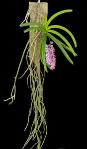 Aerides multiflora