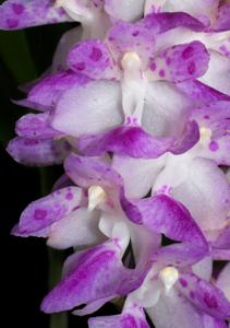 Aerides multiflora