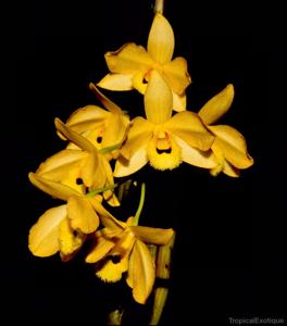 Dendrobium chrysanthum