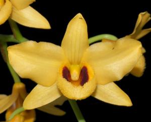 Dendrobium moschatum