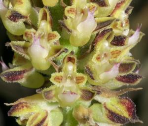 Cleisomeria lanata
