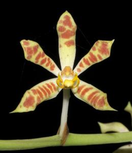 Trichoglottis dawsoniana