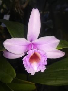 Sobralia decora