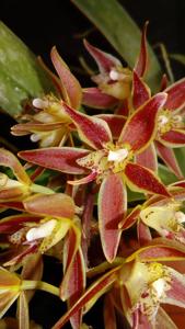 Macradenia multiflora