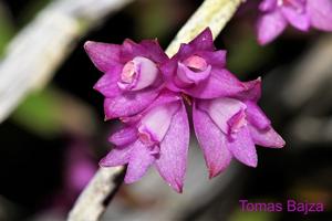 Dendrobium gnomus