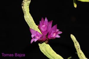 Dendrobium gnomus
