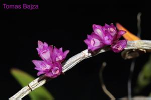 Dendrobium gnomus