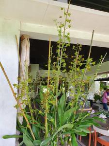 Grammatophyllum scriptum