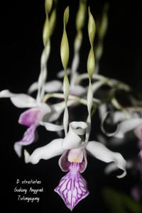 Dendrobium stratiotes