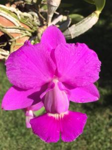 Cattleya walkeriana