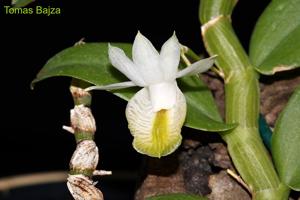 Dendrobium trinervium