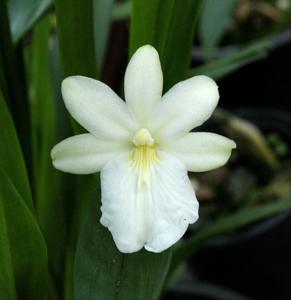 Miltonia regnellii