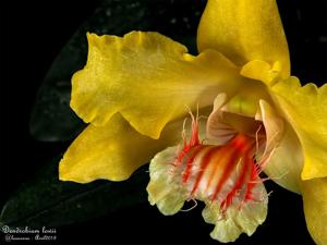 Dendrobium lowii