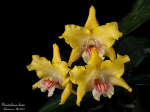 Dendrobium lowii