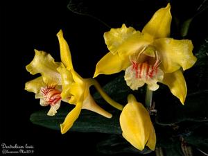 Dendrobium lowii