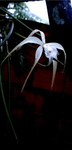 Brassavola cucullata