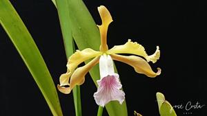 Cattleya grandis