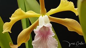 Cattleya grandis