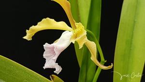 Cattleya grandis