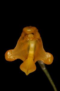 Porroglossum condylosepalum