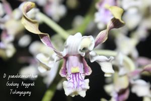 Dendrobium pseudoconanthum