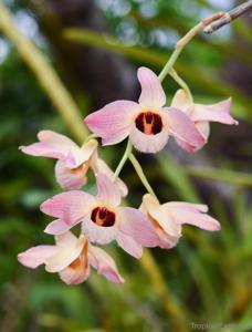 Dendrobium moschatum