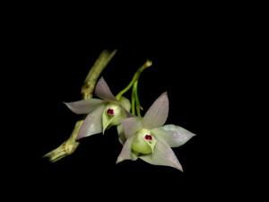 Dendrobium aduncum