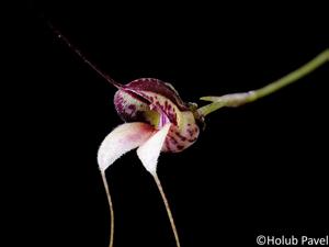 Masdevallia nidifica