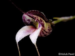 Masdevallia nidifica