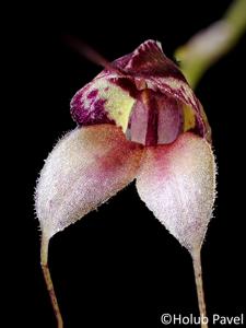 Masdevallia nidifica