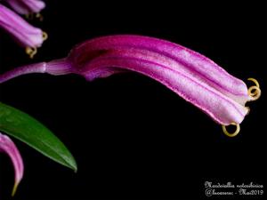 Masdevallia notosibirica