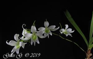 Sobennikoffia robusta