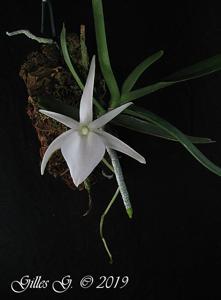 Angraecum didieri