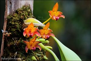 Bulbophyllum claptonense