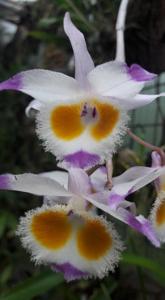 Dendrobium devonianum