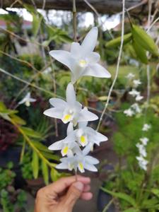 Dendrobium crumenatum