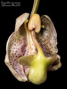 Coryanthes macrocorys