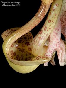 Coryanthes macrocorys