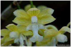 Dendrobium crabro