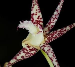 Dendrobium acuminatissimum
