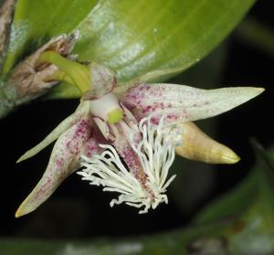 Dendrobium scopa