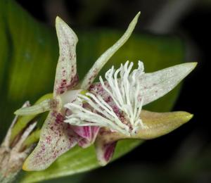 Dendrobium scopa