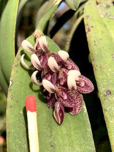 Acianthera strupifolia