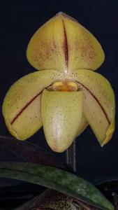 Paphiopedilum concolor