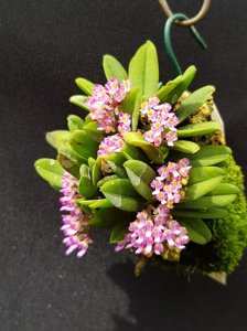 Schoenorchis fragrans