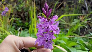 Dactylorhiza foliosa