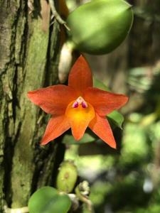 Cattleya cernua